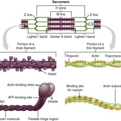 Muscle mastering chapter tissue physiology homework skeletal labeling fiber activity solved aandp assignment drag labels chrome google appropriate targets respective