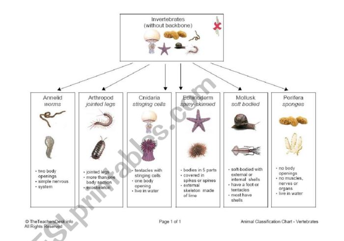 Invertebrate macrofossils and classification of organisms