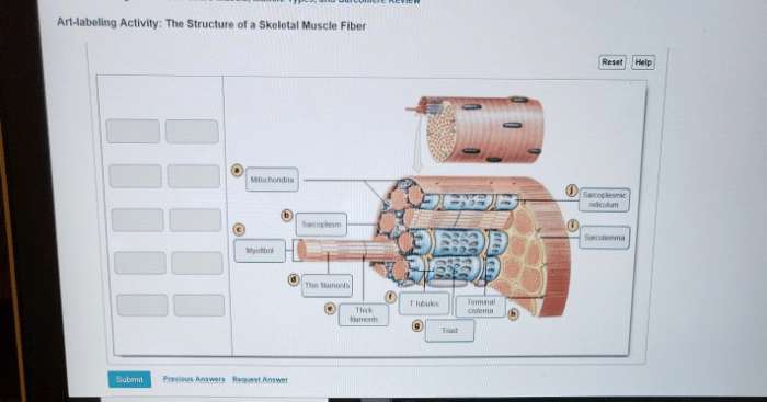Art-labeling activity the structure of a skeletal muscle fiber