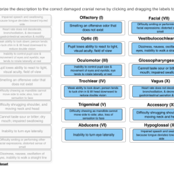 Cell each label diagram drag animal below correct shown location reticulum missing